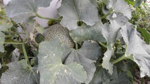 Melón cultivo hidropónico_2