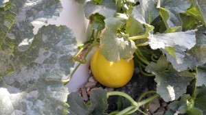Melón cultivo hidropónico_3