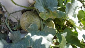 Melón cultivo hidropónico_4