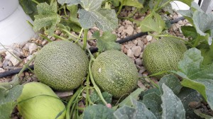Melón cultivo hidropónico_5
