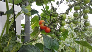 new garden tomates