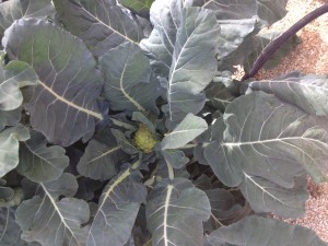 propiedades del brocoli