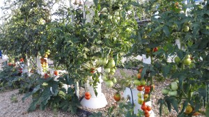 cultivar en casa
