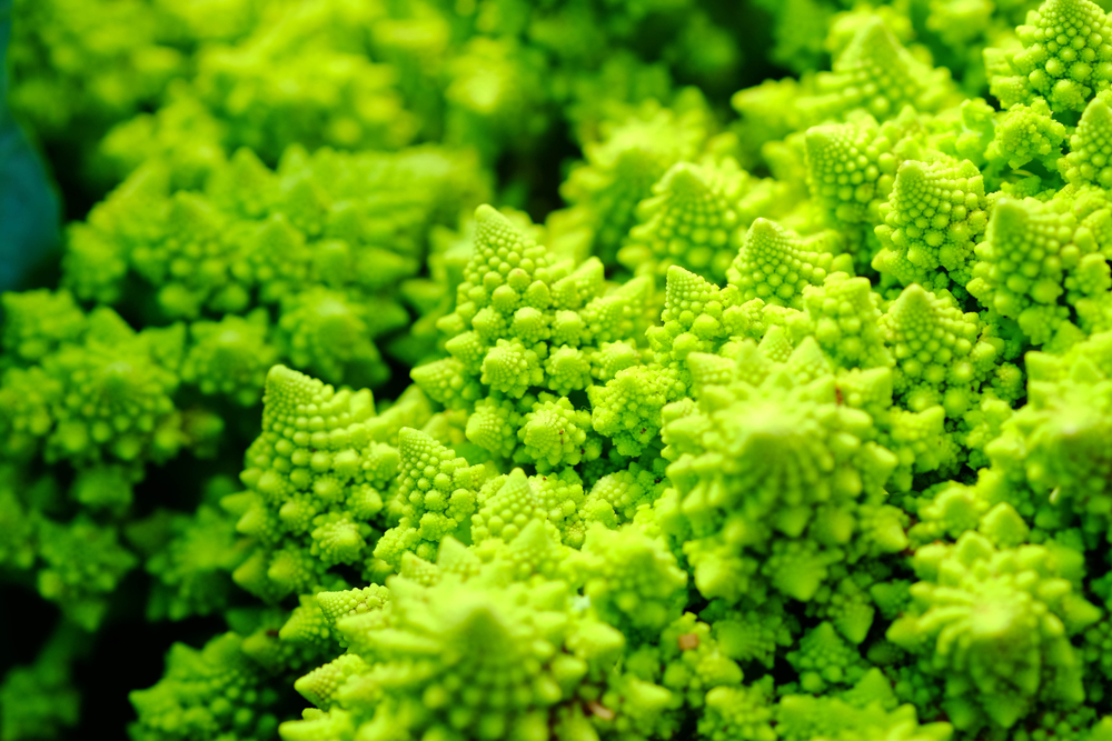 plantas geométricamente perfectas