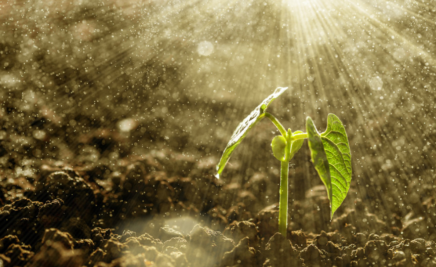 plantas para humidificar
