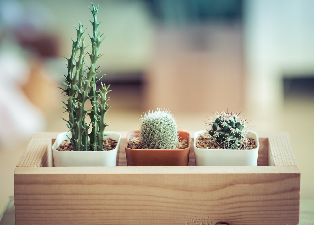 decora con plantas