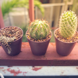 Como mantener tus plantas con vida