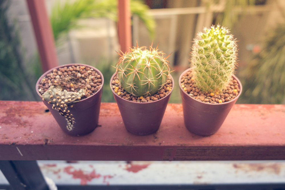 Como mantener tus plantas con vida
