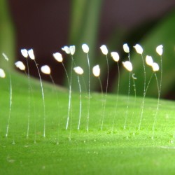 La flor que crece cada 3000 años